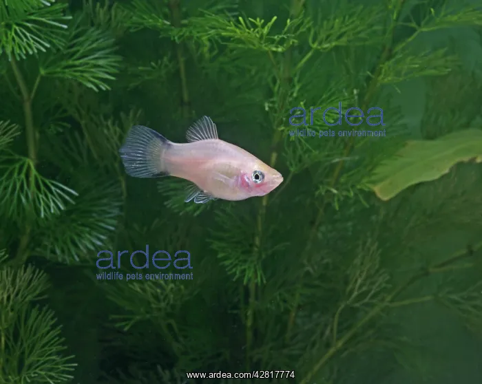 : Comet platy - side view by weeds : Comet platy - side view by weeds