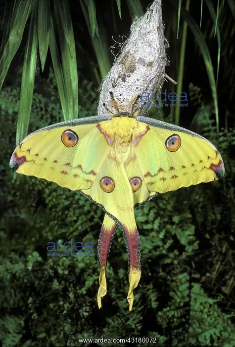 : Comet's-Tail Moth : Comet's-Tail Moth