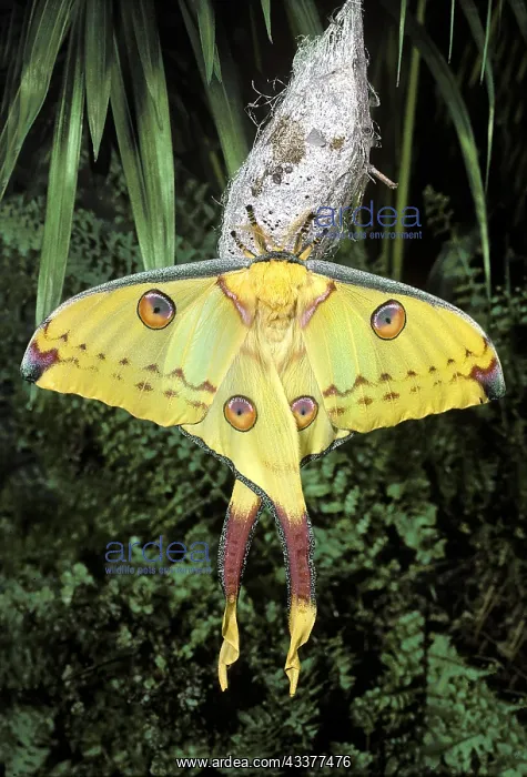 : Comets Tail Moth (Argema mittrei), Madagascar, Africa : Comets Tail Moth (Argema mittrei), Madagascar, Africa