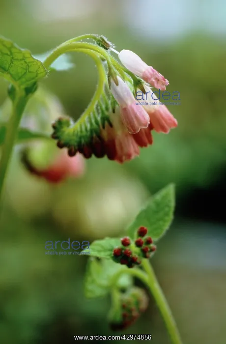 : Comfrey, Symphytum Hidcote Pink : Comfrey, Symphytum Hidcote Pink