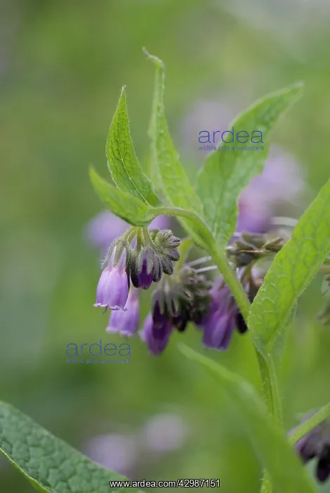 : Comfrey, Symphytum officinale : Comfrey, Symphytum officinale