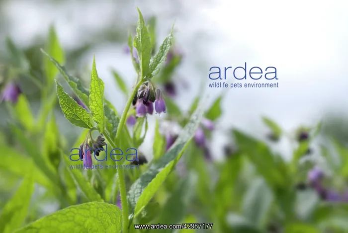 : Comfrey, Symphytum officinale : Comfrey, Symphytum officinale