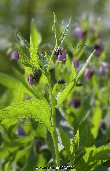 : Comfrey, Symphytum officinale : Comfrey, Symphytum officinale