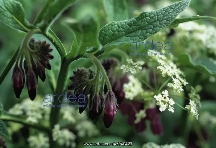 : Comfrey, Symphytum officinale : Comfrey, Symphytum officinale