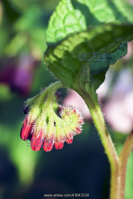 : Comfrey, Symphytum officinale Rubrum : Comfrey, Symphytum officinale Rubrum
