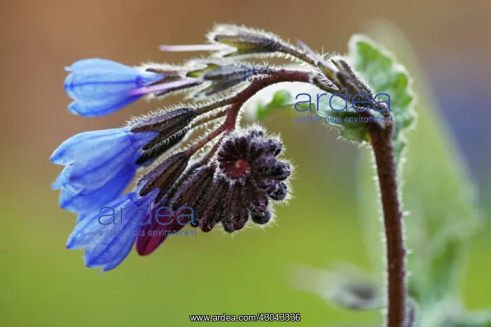 : Comfrey, Symphytum caucasicum : Comfrey, Symphytum caucasicum