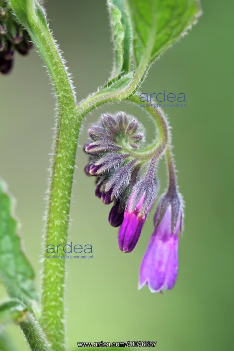 : Comfrey, Symphytum officinale : Comfrey, Symphytum officinale