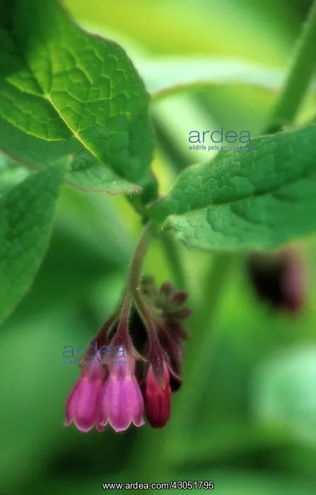: Comfrey, Symphytum officinale : Comfrey, Symphytum officinale
