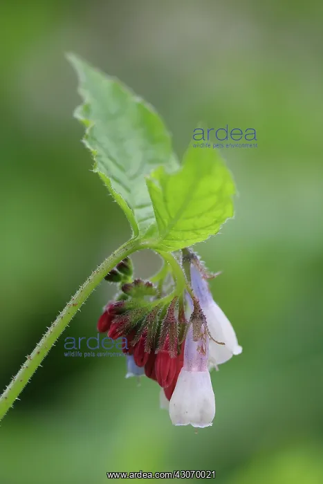 : Comfrey, Symphytum officinale : Comfrey, Symphytum officinale