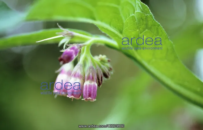 : Comfrey, Symphytum officinale : Comfrey, Symphytum officinale