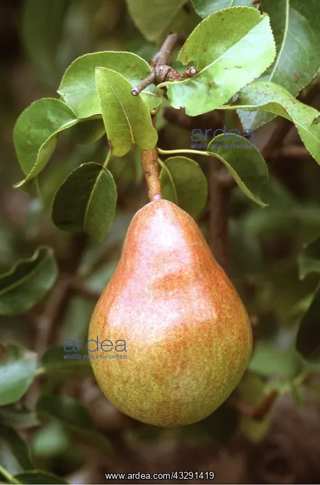 : COMICE PEAR - close-up : COMICE PEAR - close-up