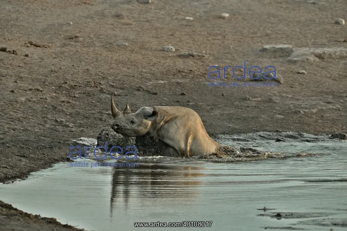  : Coming to drink it Black Rhino who stumbled into
