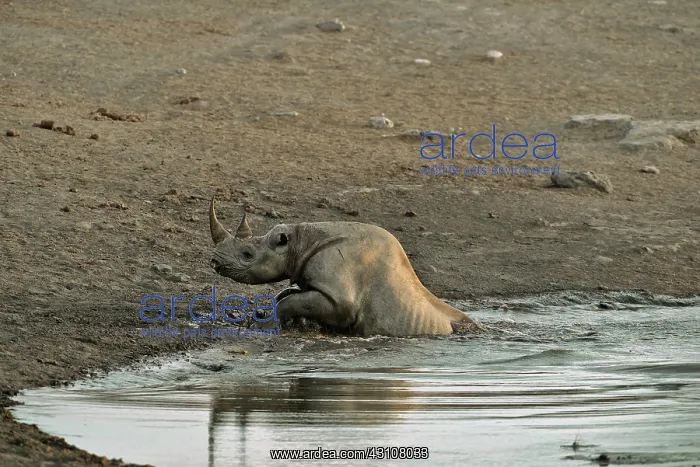: Coming to drink it Black Rhino who stumbled into : Coming to drink it Black Rhino who stumbled into