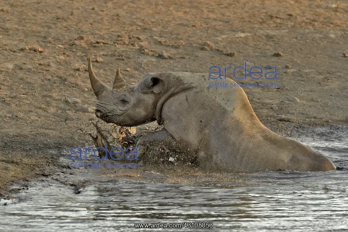 : Coming to drink it Black Rhino who stumbled into : Coming to drink it Black Rhino who stumbled into