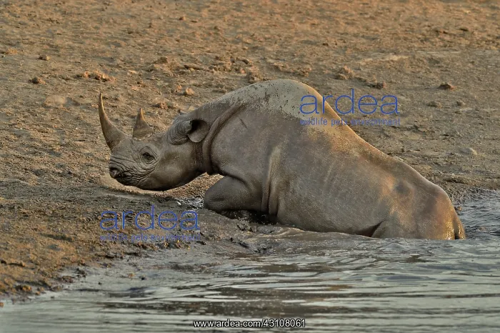 : Coming to drink it Black Rhino who stumbled into : Coming to drink it Black Rhino who stumbled into