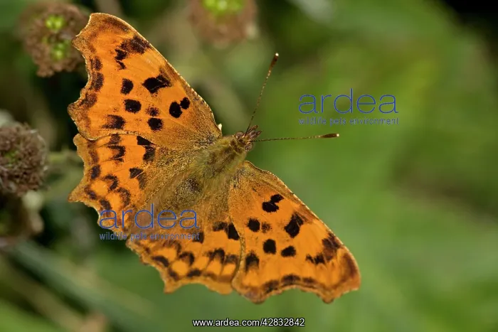 : Comma Butterfly : Comma Butterfly