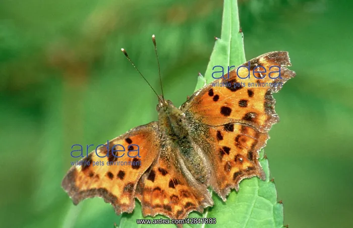  : Comma Butterfly