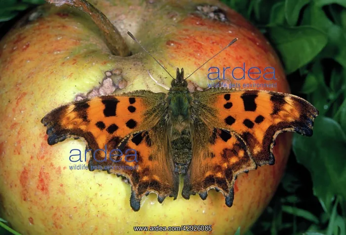  : Comma Butterfly