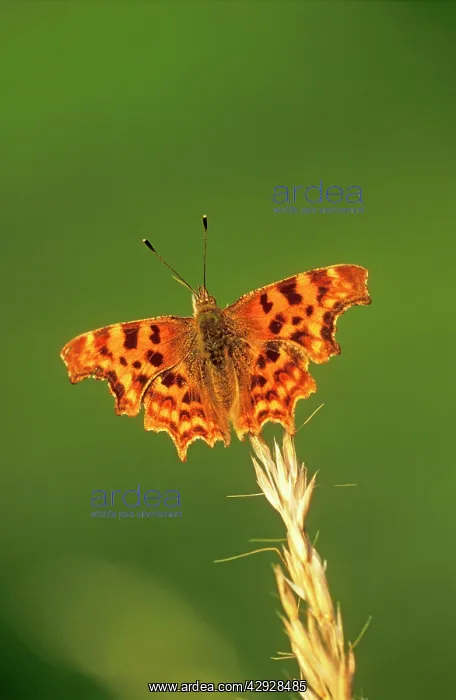 : Comma BUTTERFLY : Comma BUTTERFLY