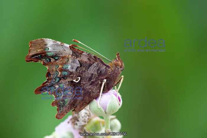 : Comma Butterfly - on bramble : Comma Butterfly - on bramble