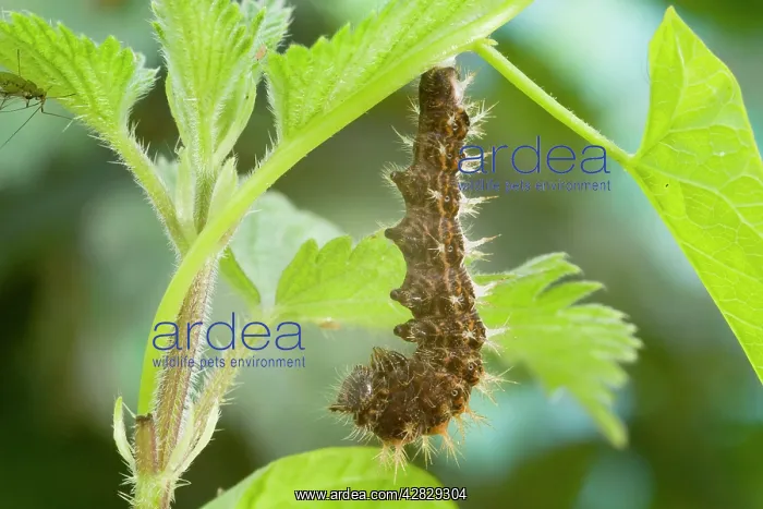 : Comma Butterfly caterpillar attached to leaf stem : Comma Butterfly caterpillar attached to leaf stem