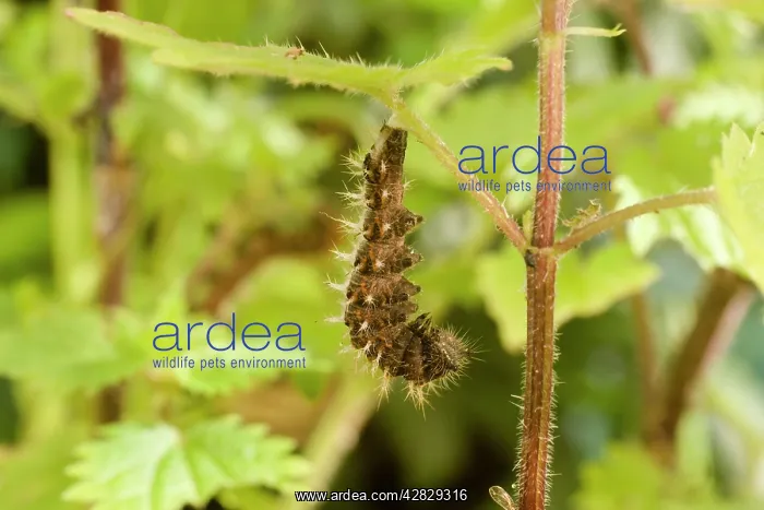 : Comma Butterfly caterpillar attached to nettle : Comma Butterfly caterpillar attached to nettle