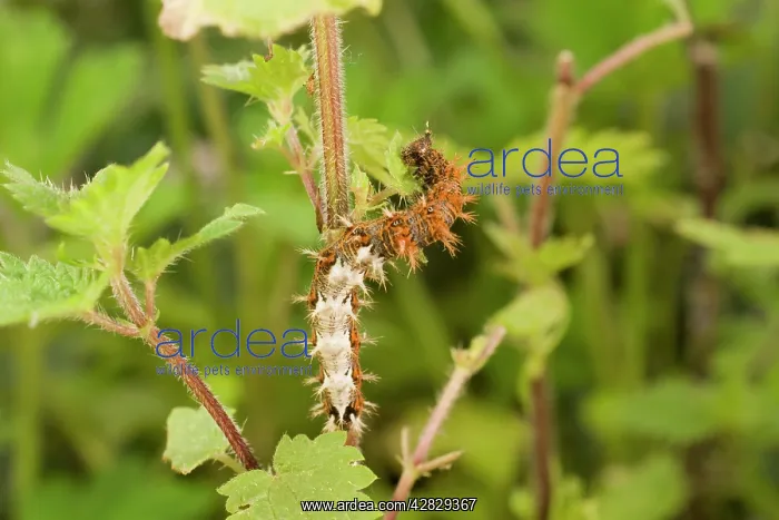 : Comma Butterfly caterpillar feeding on nettle : Comma Butterfly caterpillar feeding on nettle