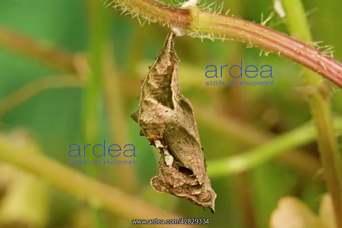 : Comma Butterfly chrysalis : Comma Butterfly chrysalis