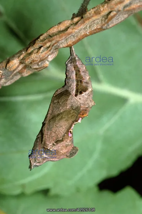 : Comma Butterfly - chrysalis : Comma Butterfly - chrysalis