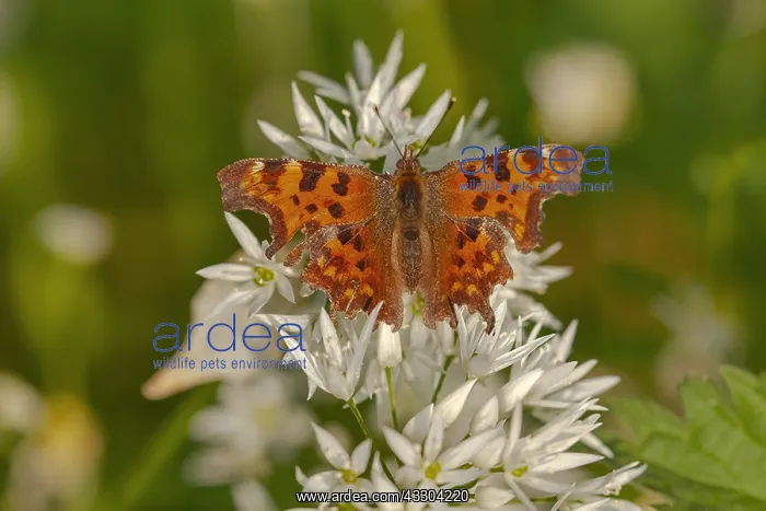 : Comma butterfly - colourful adult Comma on a blooming : Comma butterfly - colourful adult Comma on a blooming