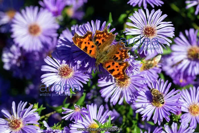 : Comma Butterfly feeding on autumn Aster flowers : Comma Butterfly feeding on autumn Aster flowers