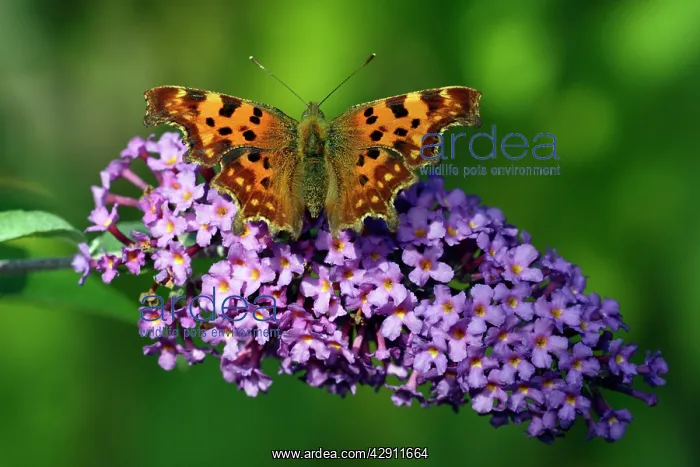 : Comma Butterfly - feeding on Buddleia blossom in garden : Comma Butterfly - feeding on Buddleia blossom in garden