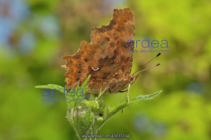 : Comma Butterfly female hutchinsoni form Devon, UK : Comma Butterfly female hutchinsoni form Devon, UK