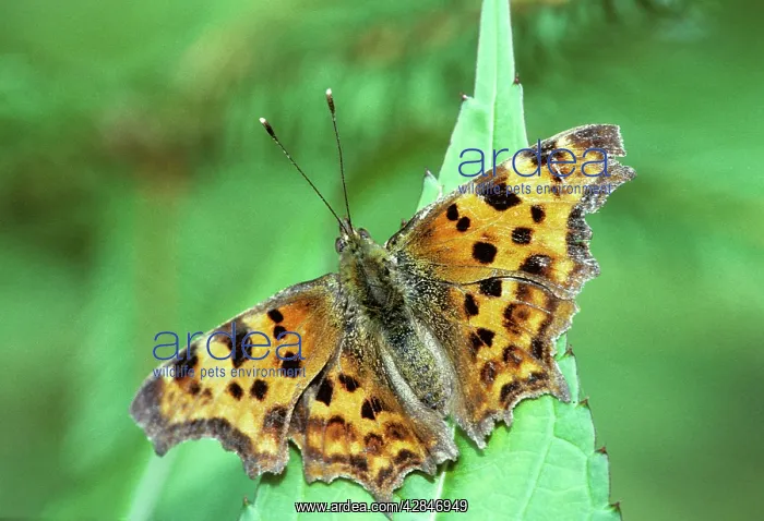 : Comma Butterfly - on flower in garden : Comma Butterfly - on flower in garden