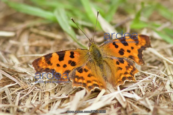 : Comma Butterfly on the ground : Comma Butterfly on the ground