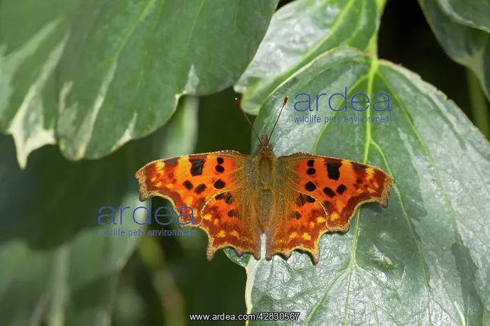 : Comma Butterfly - On Ivy : Comma Butterfly - On Ivy