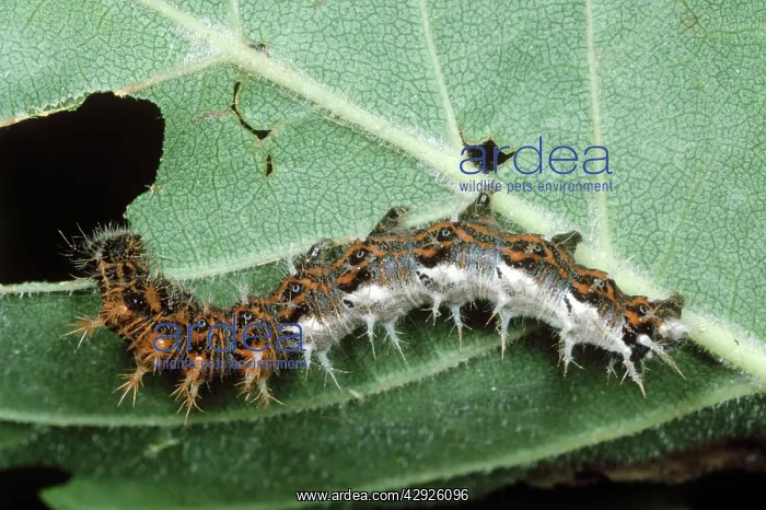 : Comma Butterfly - larvae / Caterpillar eating leaf : Comma Butterfly - larvae / Caterpillar eating leaf