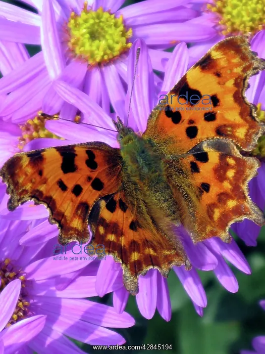 : A Comma Butterfly - one of many migrant butterflies : A Comma Butterfly - one of many migrant butterflies