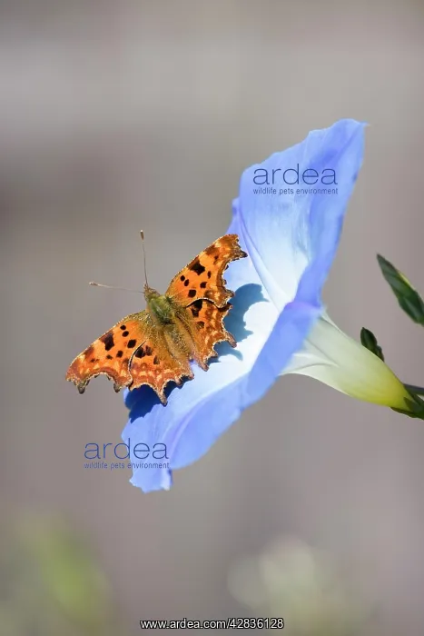 : Comma Butterfly - on Morning Glory flower : Comma Butterfly - on Morning Glory flower
