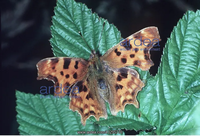 : COMMA BUTTERFLY - OPEN : COMMA BUTTERFLY - OPEN