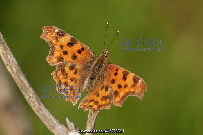 : Comma Butterfly (Polygonia c-album : Comma Butterfly (Polygonia c-album