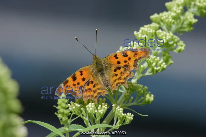 : Comma Butterfly (Polygonia c-album) resting with spread wings : Comma Butterfly (Polygonia c-album) resting with spread wings