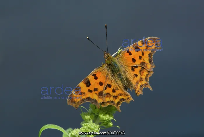 : Comma Butterfly (Polygonia c-album) resting with spread wings on unidentified plant : Comma Butterfly (Polygonia c-album) resting with spread wings on unidentified plant