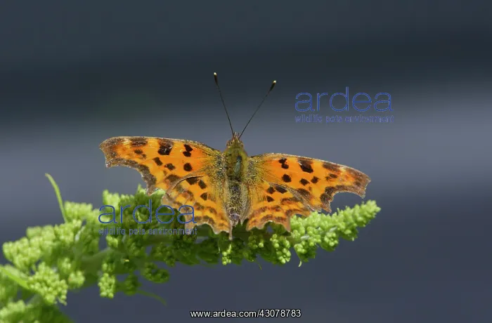 : Comma Butterfly (Polygonia c-album) resting with spread wings on unidentified plant : Comma Butterfly (Polygonia c-album) resting with spread wings on unidentified plant