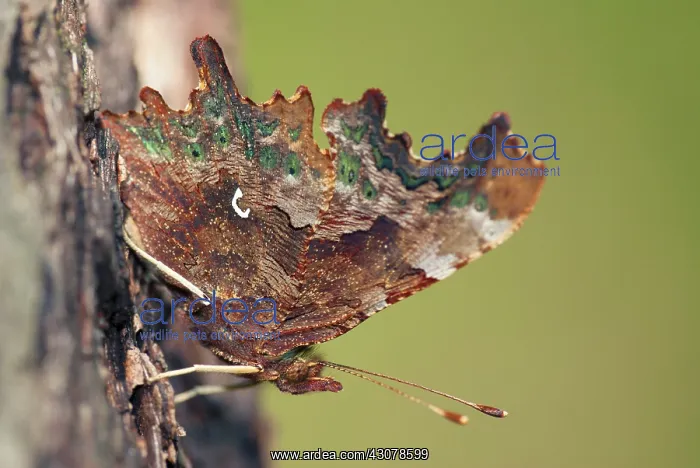 : Comma Butterfly (Polygonia c-album) resting on a tree : Comma Butterfly (Polygonia c-album) resting on a tree