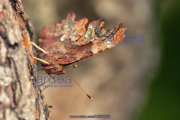 : Comma Butterfly (Polygonia c-album) resting on a tree : Comma Butterfly (Polygonia c-album) resting on a tree