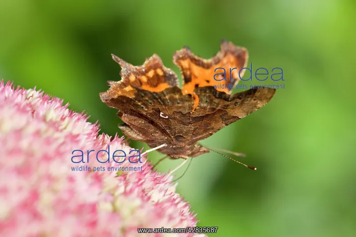 : Comma Butterfly on Sedum : Comma Butterfly on Sedum
