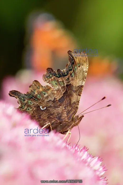 : Comma Butterfly on Sedum : Comma Butterfly on Sedum