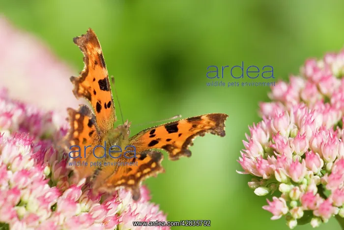  : Comma Butterfly on Sedum