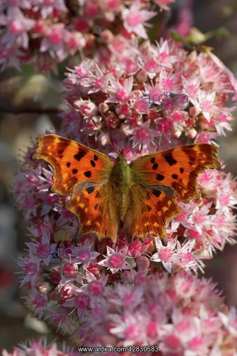 : Comma Butterfly - On Sedum Flowers : Comma Butterfly - On Sedum Flowers